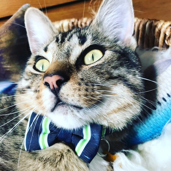 Meet your Posher, cleverfindscanada! - Picture 2 of 3